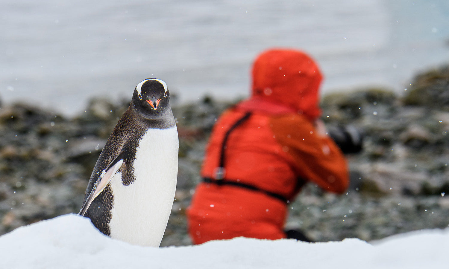 A curious penguin looks straight at the camera while a photographer in red shoots in the opposite direction on a snowy Antarctic shore.